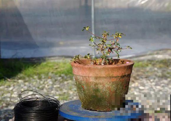 公认难养的花，他花10年时间养成盆景，价值翻倍！