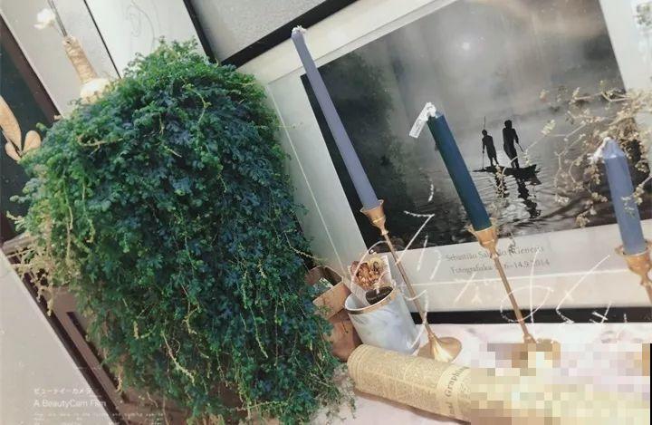 80种耐阴花，光线不好照样养的活，新手的救星！