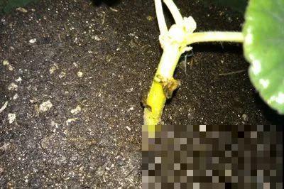谁说这花夏必死？剪一刀添点土，立秋呼呼长新叶！