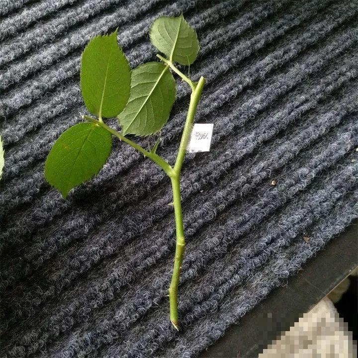 周末去这儿转一转，花和花盆随便捡，赚大发了！