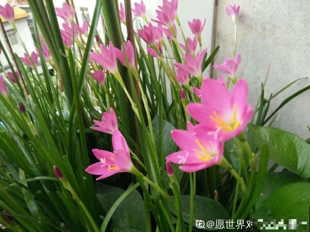 这8种花，都是成片的长，种子撒土里就出芽，只见花不见叶！