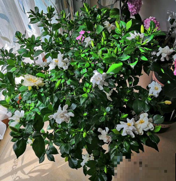 栀子花浇点这种水，叶子不黄还窜叶，比买得营养液还好使！