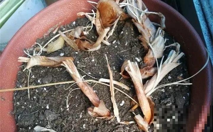 这花不挑地方，南北方都能养，沾土就活，浇点水就开爆！