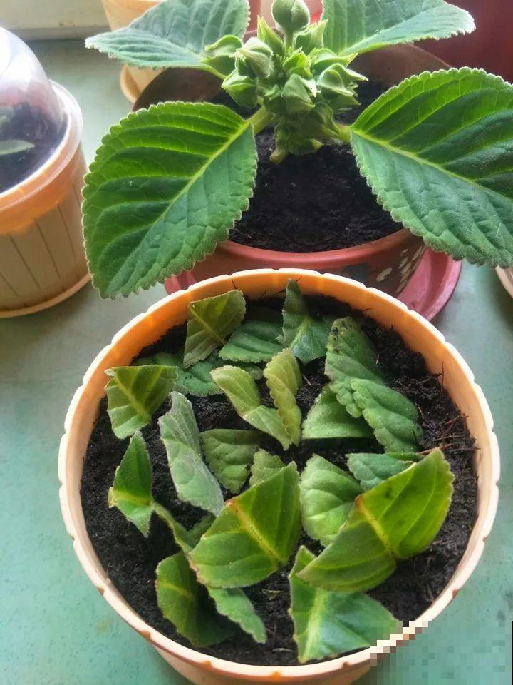 这花超耐阴，1片叶子扦插8盆，开起花来就没停过！