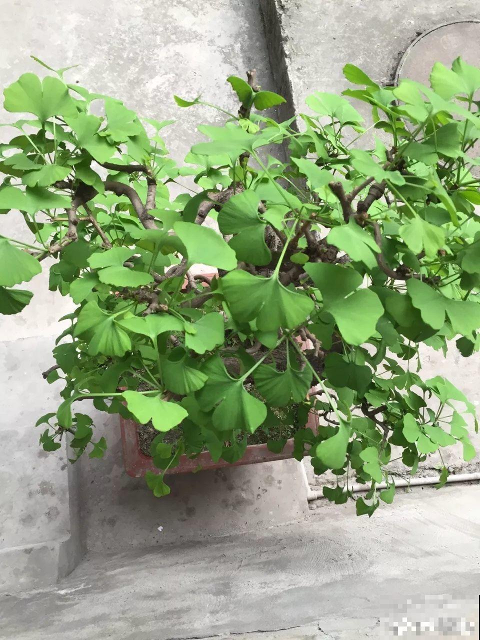 5种寿命超长的花，一养就是上百年，家里有一盆能当传家宝！