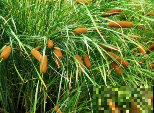 他在河边捡一堆“大烤肠”，一路上超拉风，很多人小时候都玩过！