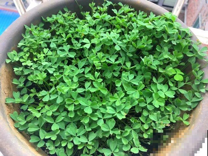 姐姐养的花，5年生了10麻袋，得用大铲车挖才行！