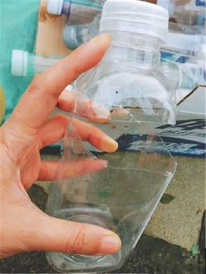 3种花就要现在扦插，越热生根越快，再晚就要等明年了！