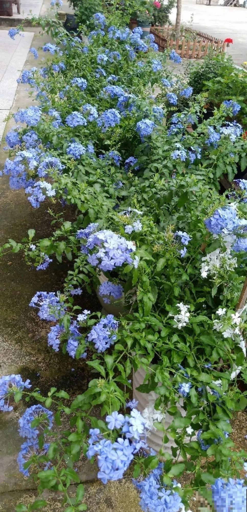30种常见花的夏季浇水方法，告别烂根黄叶，养花无忧！