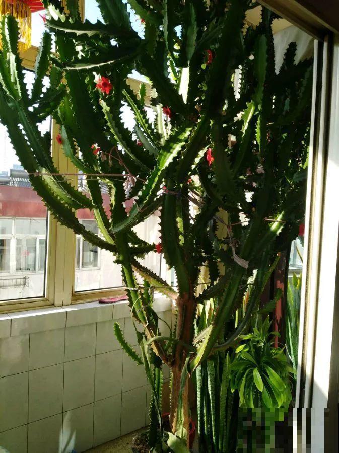 5种寿命超长的花，一养就是上百年，家里有一盆能当传家宝！