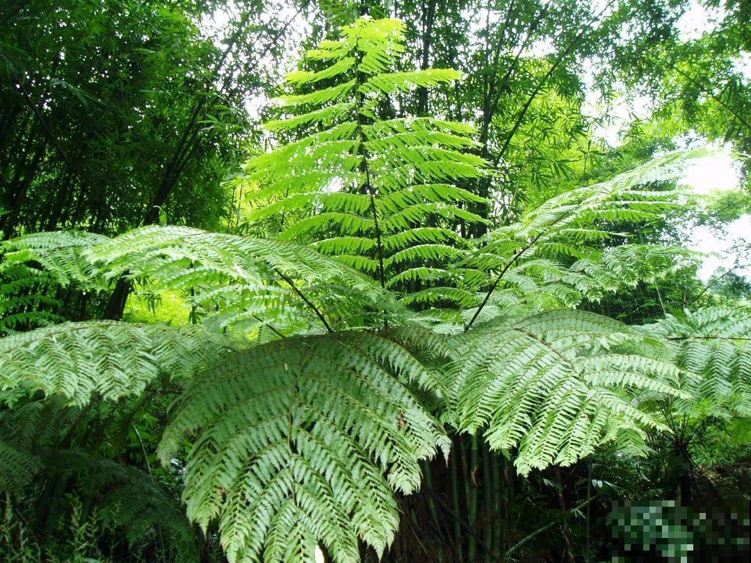 这12种野花，可是植物界的大熊猫，都受法律保护，可别采！