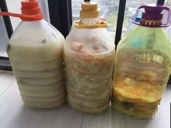 处暑过后，文竹将迎来生长期，赶紧补点肥窜新枝！