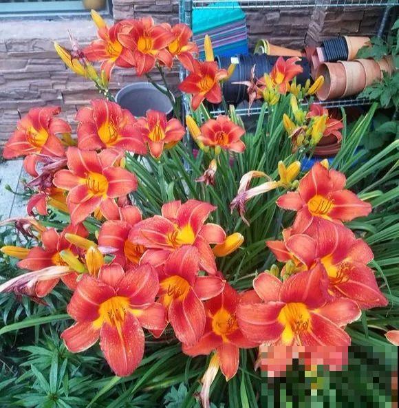 扔在门口的“韭菜”，竟然开出小百合，这花也太低调了！