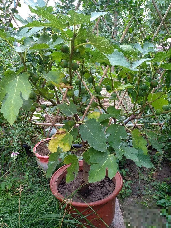 无花果种盆里，1根枝结20个果，吃一茬长一茬！