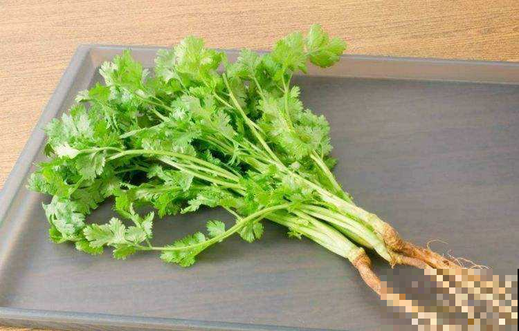 这菜是聚宝盆，永远吃不完，买一棵能成年累月的吃！