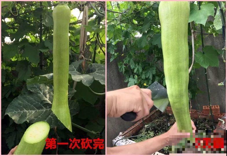 最奇葩的4种瓜，一边砍一边长，满树结出大鸡蛋！