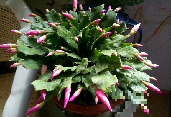 蟹爪兰还不窜芽？别光顾着施肥，打开“机关”才重要！