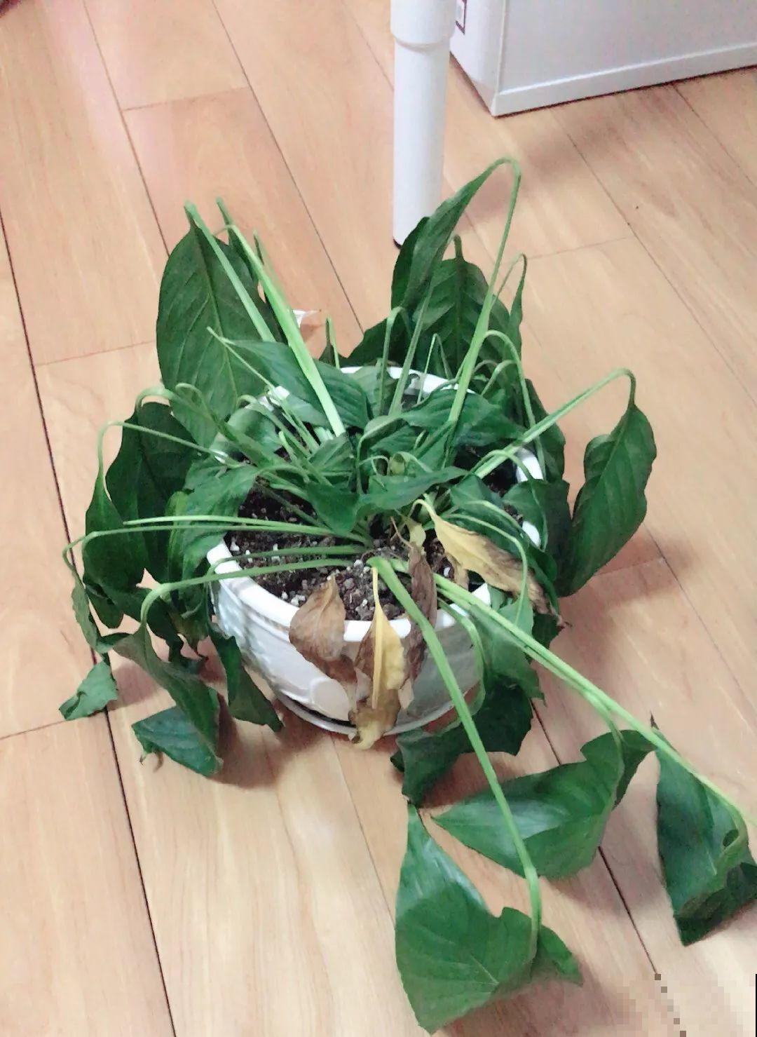30种常见花的夏季浇水方法，告别烂根黄叶，养花无忧！