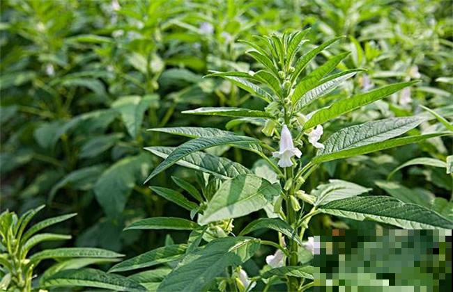 他在阳台上种芝麻，收获一堆小芝麻炒着真香，只要这么做就行！