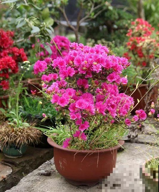 公认难养的花，他花10年时间养成盆景，价值翻倍！