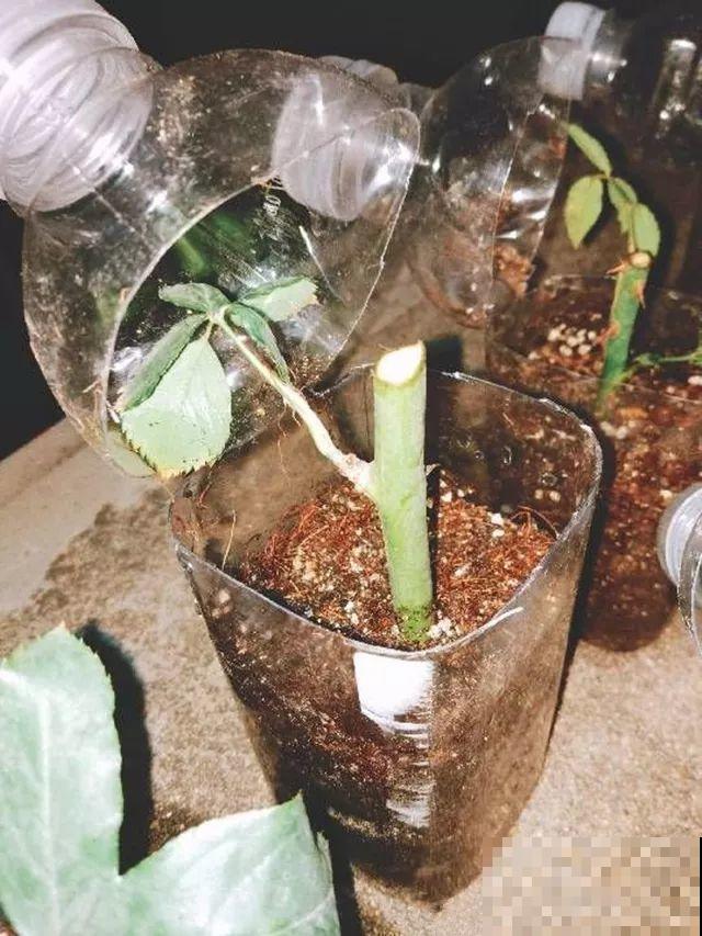 3种花就要现在扦插，越热生根越快，再晚就要等明年了！