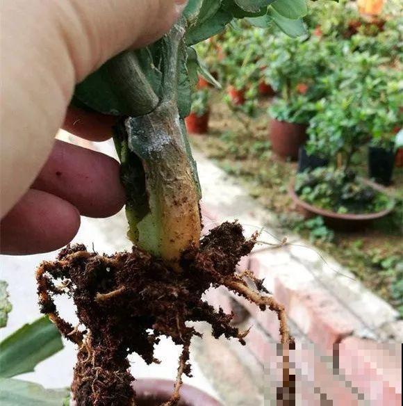 会休眠的12种花，想要安全度夏就别折腾，越浇水死的越快！