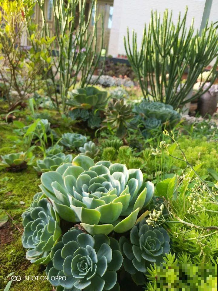 爸妈不在家，我在院子里疯狂种多肉，年年回家吓一跳！
