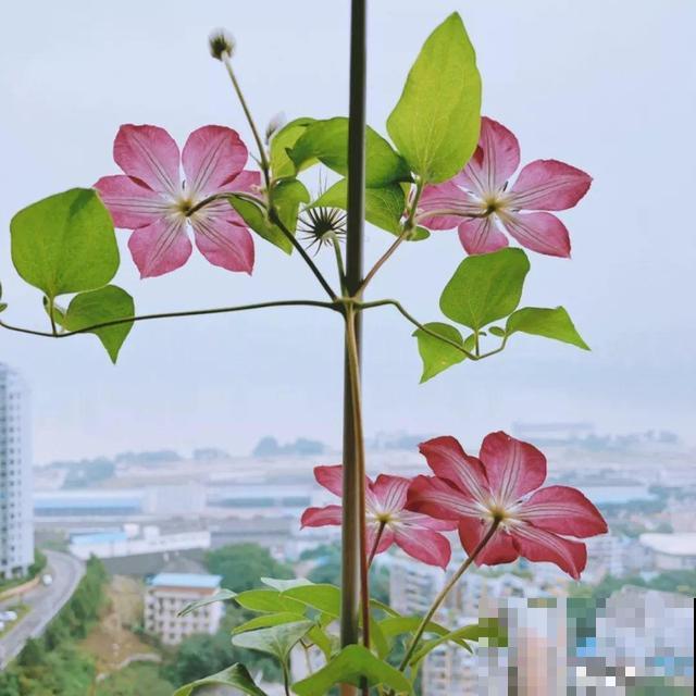 会休眠的12种花，想要安全度夏就别折腾，越浇水死的越快！