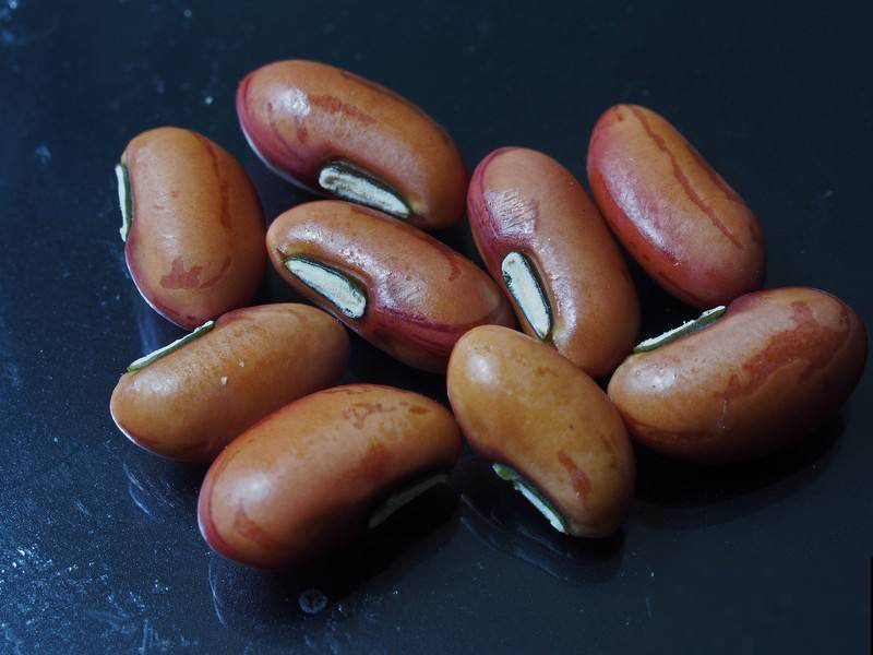 这菜一到夏天就生机勃勃，现在不播一次，只能再等明年啦！
