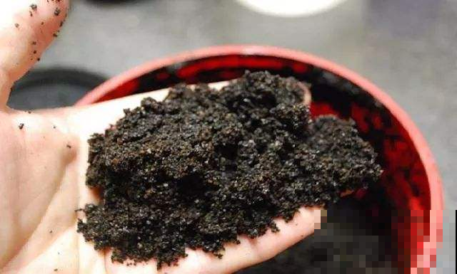 三伏天过了赶紧施肥，这种豆浆渣是花的最爱，吃一撮就窜2米！