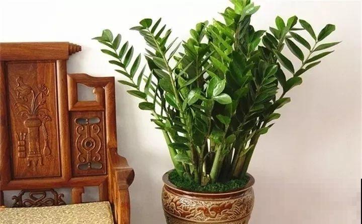 给花浇点它，新芽直冒挡不住，只能换大盆了！
