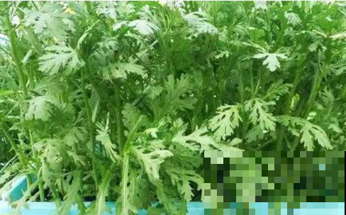 鲜嫩无比的茼蒿现在赶紧种，一年最好的时候，古代皇帝才有的口福