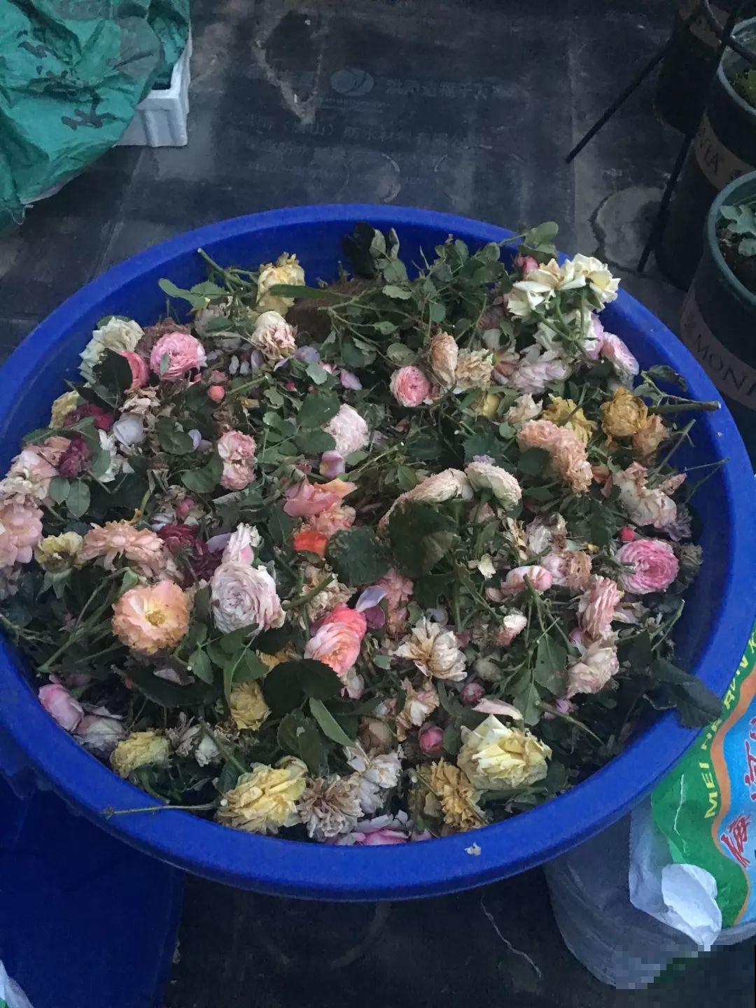 3年时间，她把露台打造成一个花的海洋，每一天都是快乐的！