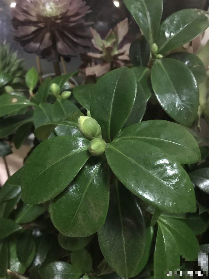 茶花8月冒花苞，赶紧剪一半，不然一年没花赏！
