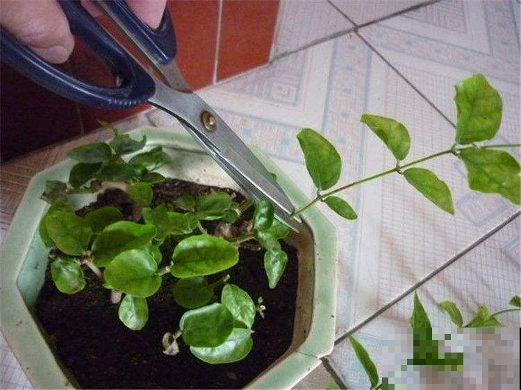 茉莉爱吃酸，用它兑水一喷，开花数量比去年多了一倍！
