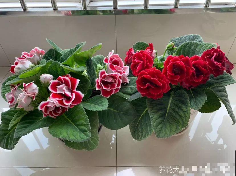 这花超耐阴，1片叶子扦插8盆，开起花来就没停过！