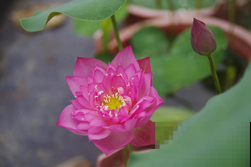 碗莲不开花的原因，看看你中了哪一招，不然就是白花钱！