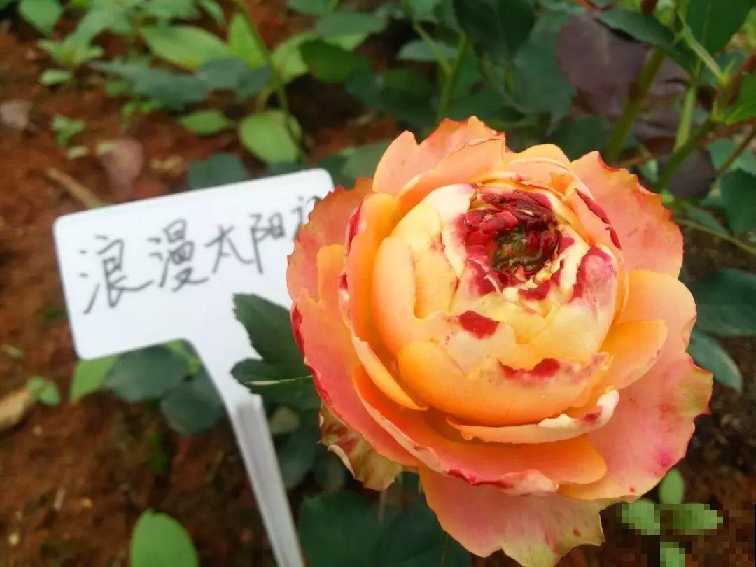 这花一年能开8个月，开完剪，剪完开，养花人都爱它！