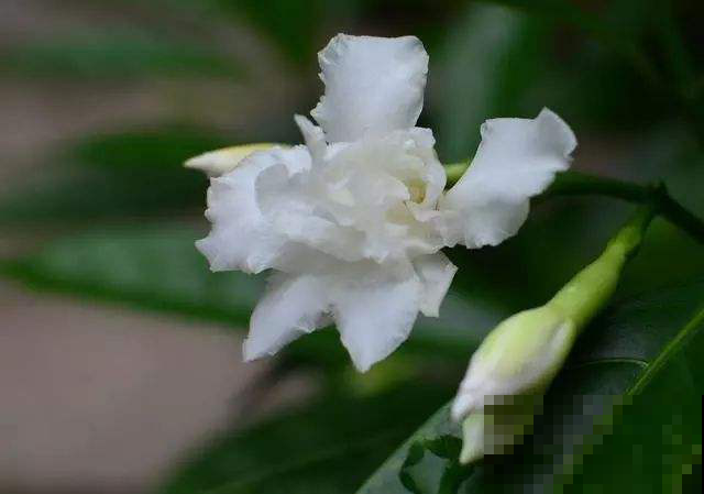 花市买了一盆便宜栀子花，原来是假货，宛如孪生怪不得没分清！