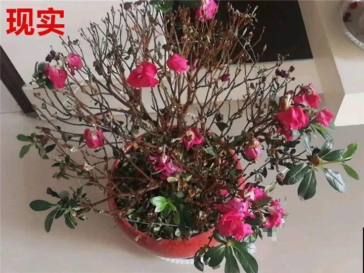 这10种花，年年收空盆，没点经验还真不敢养！