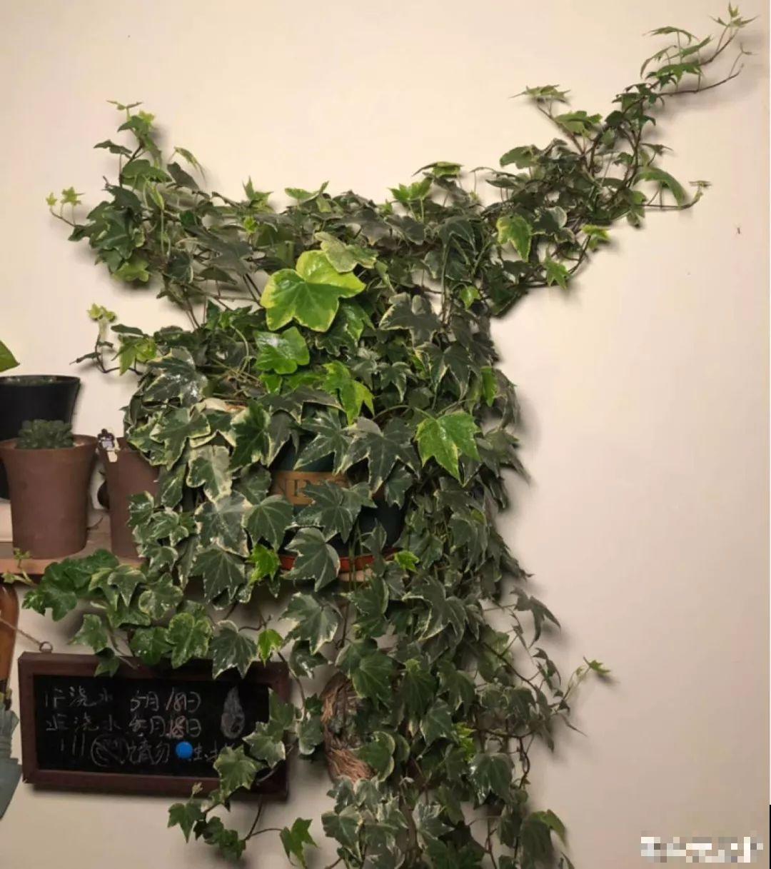 10种耐阴又好养的花，叶子油亮还茂盛，就是一个天然的净化器！