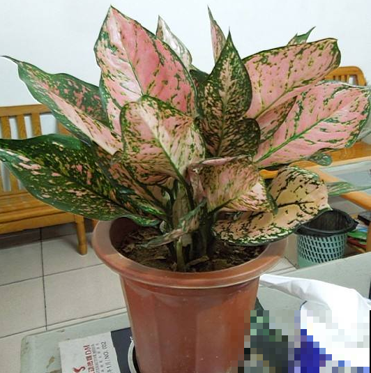 六种花必选，是数一数二的耐阴王，你家养了哪一些？