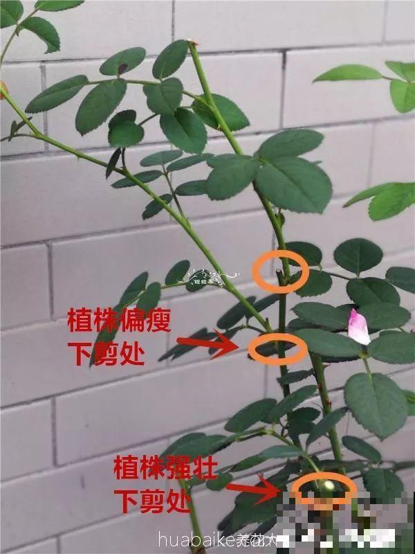 月季秋季修剪神攻略，只要找好位置剪，新芽呼呼冒