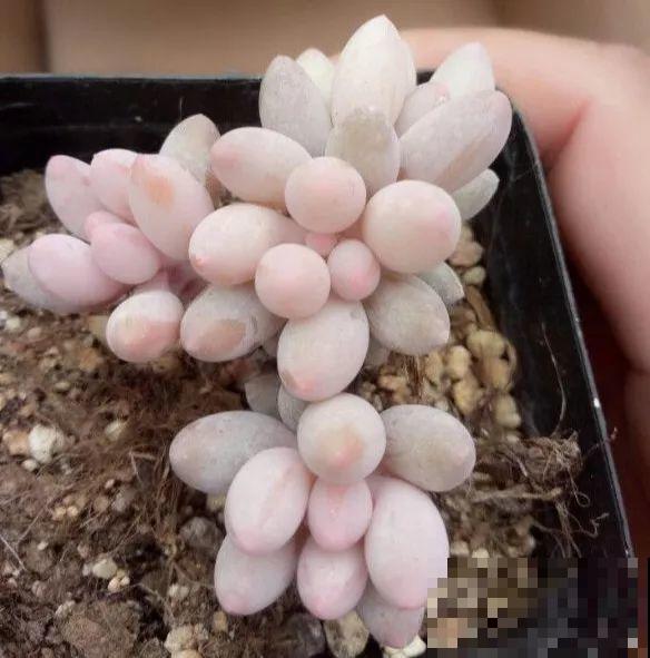 这5种多肉最难养，夏天还没过完就挂，新手慎入！