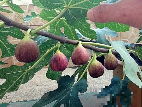 无花果结完果就不管了？明年别想有好果子吃，除非做到这几件事！