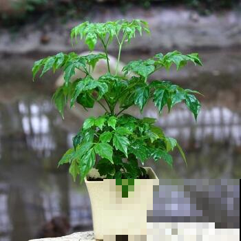 幸福树这样养，浇浇水施施肥，新芽蹭蹭往上长！