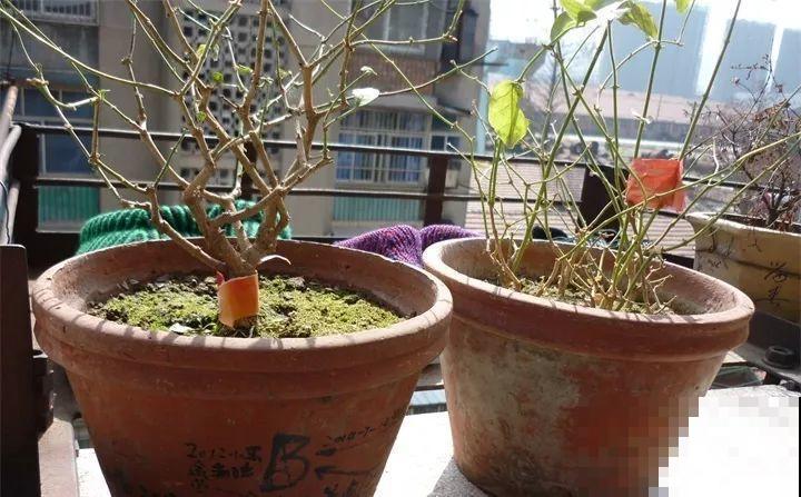 这花剪一茬开一茬，越晒花越多，整个夏天屋里都是香香的！