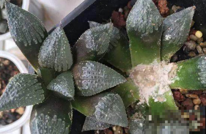 多肉化水黑腐不长个？拿根细线一缠，轻松砍头爆出一圈崽！