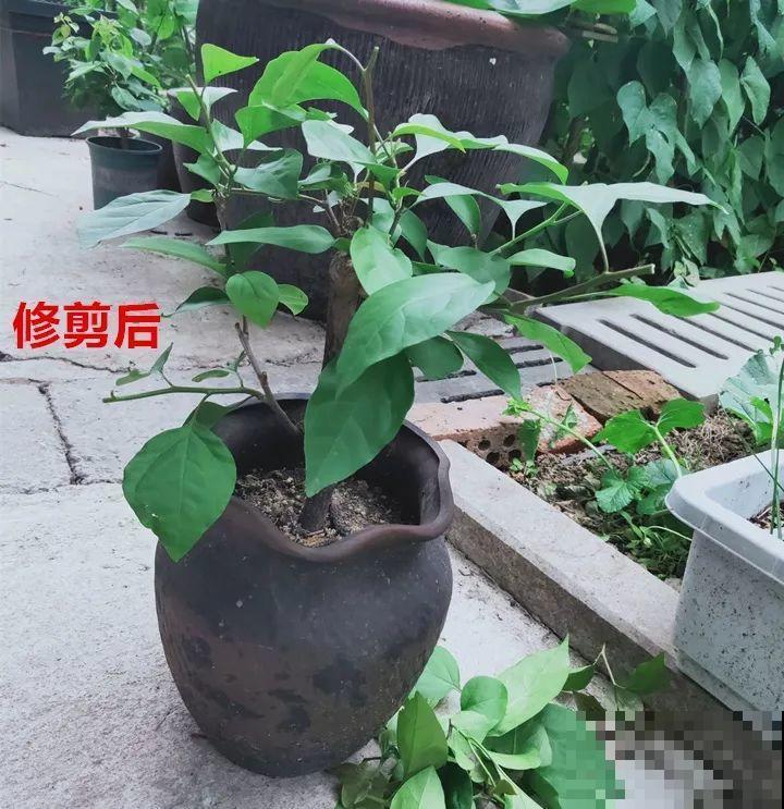 8月养花，头等大事就是修剪，剪的及时，明年坐等爆花！