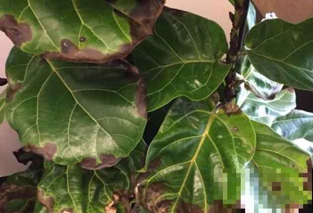 花突然出现黑斑或黄叶萎蔫？原来是这原因，再不注意就死翘翘！